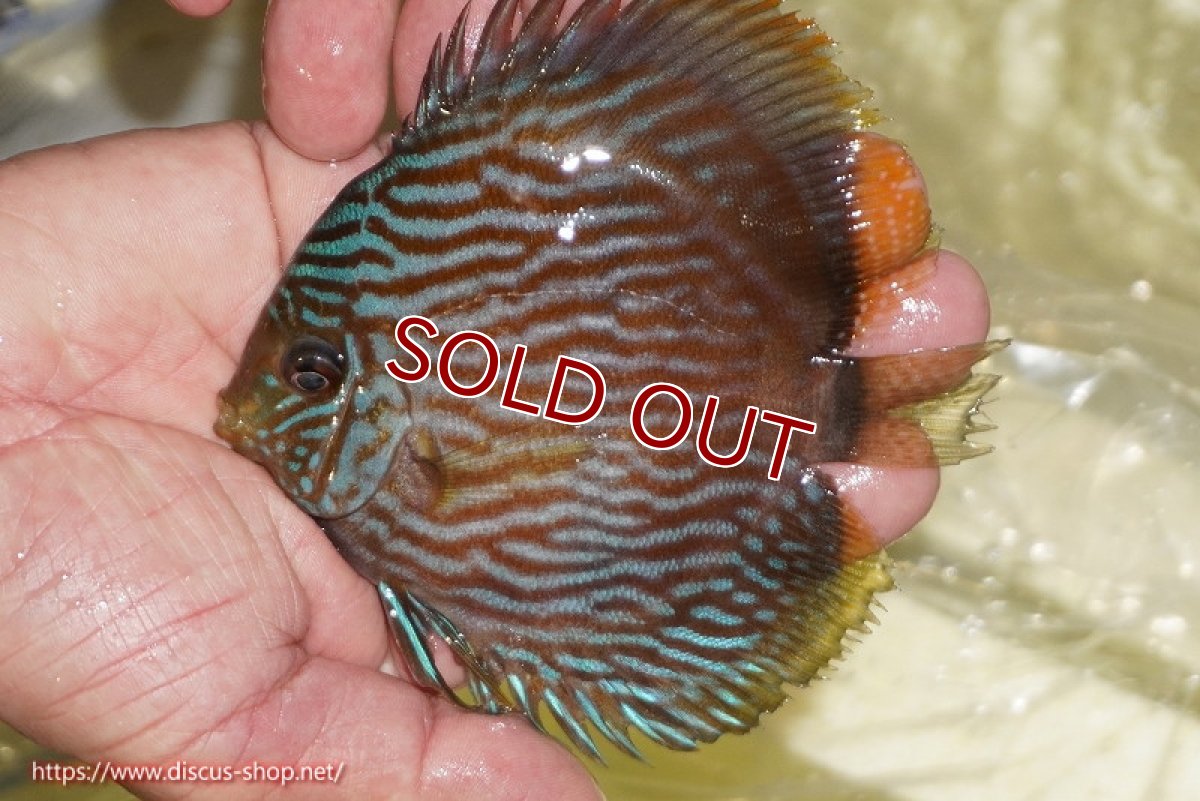 画像1: 【ワイルドディスカス】【通販】【ワイルド屈指のブルー発色】リオネグロブルーフェイスヘッケル【個体販売】11-12cm（生体）リオネグロ産 (1)
