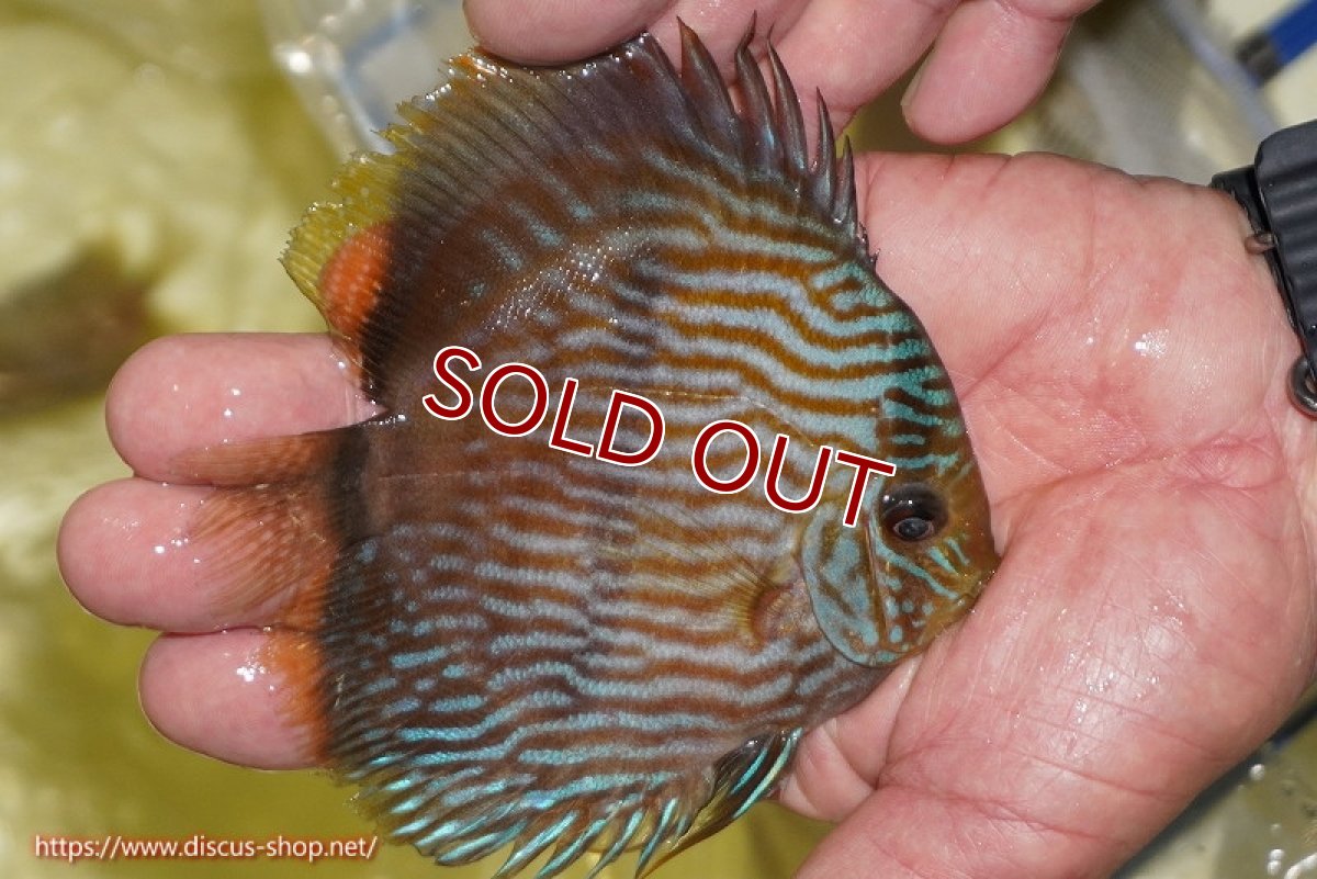 画像2: 【ワイルドディスカス】【通販】【ワイルド屈指のブルー発色】リオネグロブルーフェイスヘッケル【個体販売】11-12cm（生体）リオネグロ産 (2)
