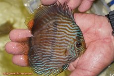 画像2: 【ワイルドディスカス】【通販】【ワイルド屈指のブルー発色】リオネグロブルーフェイスヘッケル【個体販売】11-12cm（生体）リオネグロ産 (2)