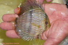 画像2: 【ワイルドディスカス】【通販】【ワイルド屈指のブルー発色】リオネグロブルーフェイスヘッケル【個体販売】11-12cm（生体）リオネグロ産 (2)