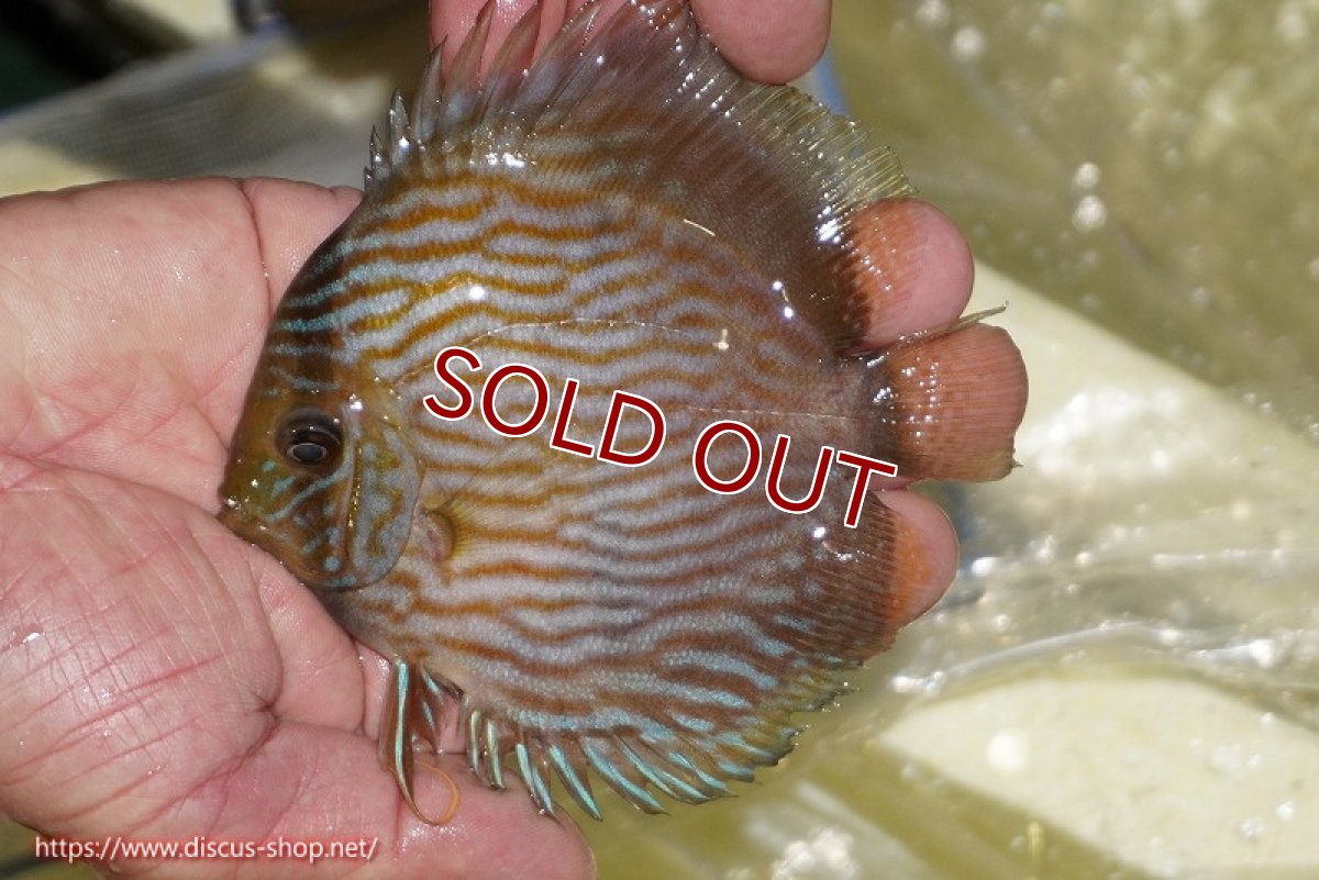 画像1: 【ワイルドディスカス】【通販】【ワイルド屈指のブルー発色】リオネグロブルーフェイスヘッケル【個体販売】11-12cm（生体）リオネグロ産 (1)