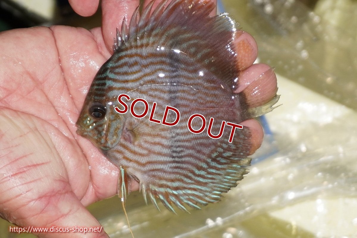 画像1: 【ワイルドディスカス】【通販】【ワイルド屈指のブルー発色】リオネグロブルーフェイスヘッケル【個体販売】11-12cm（生体）リオネグロ産 (1)