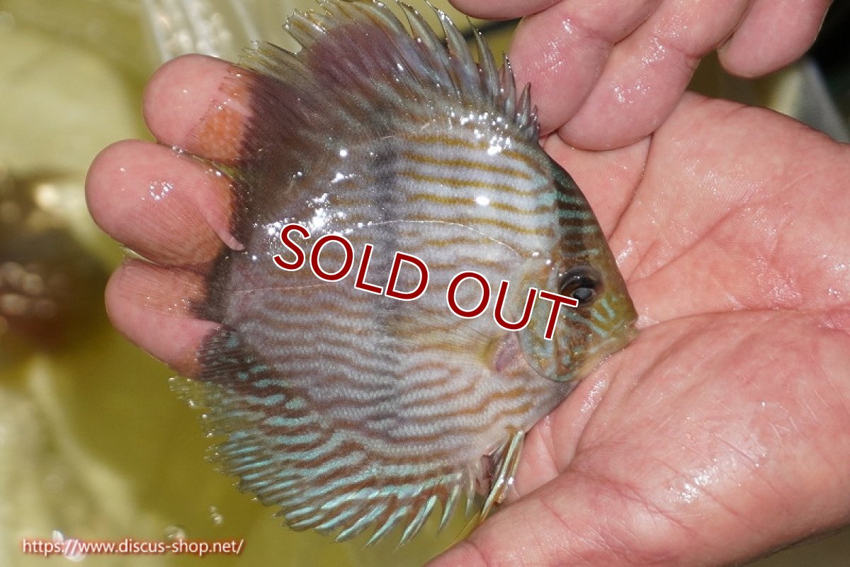 画像2: 【ワイルドディスカス】【通販】【ワイルド屈指のブルー発色】リオネグロブルーフェイスヘッケル【個体販売】11-12cm（生体）リオネグロ産 (2)