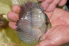 画像2: 【ワイルドディスカス】【通販】【ワイルド屈指のブルー発色】リオネグロブルーフェイスヘッケル【個体販売】11-12cm（生体）リオネグロ産 (2)