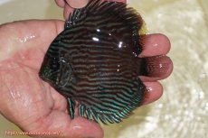 画像1: 【ワイルドディスカス】【通販】【ワイルド屈指のブルー発色】リオネグロブルーフェイスヘッケル【個体販売】11-12cm（生体）リオネグロ産 (1)