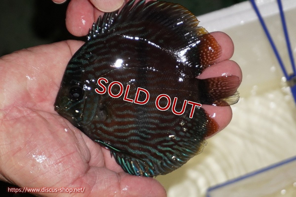 画像1: 【ワイルドディスカス】【通販】【ワイルド屈指のブルー発色】リオネグロブルーフェイスヘッケル【個体販売】11-12cm（生体）リオネグロ産 (1)