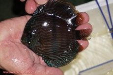 画像1: 【決算セール クーポンご利用で更に10％OFF対象商品】【ワイルドディスカス】【通販】【ワイルド屈指のブルー発色】リオネグロブルーフェイスヘッケル【個体販売】11-12cm（生体）リオネグロ産 (1)