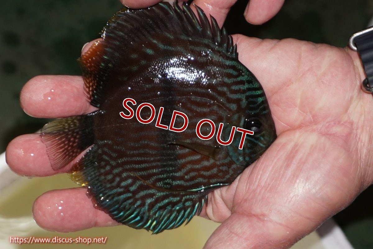 画像2: 【ワイルドディスカス】【通販】【ワイルド屈指のブルー発色】リオネグロブルーフェイスヘッケル【個体販売】11-12cm（生体）リオネグロ産 (2)