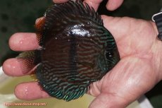 画像2: 【決算セール クーポンご利用で更に10％OFF対象商品】【ワイルドディスカス】【通販】【ワイルド屈指のブルー発色】リオネグロブルーフェイスヘッケル【個体販売】11-12cm（生体）リオネグロ産 (2)