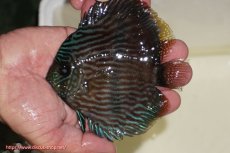 画像1: 【決算セール クーポンご利用で更に10％OFF対象商品】【ワイルドディスカス】【通販】【ワイルド屈指のブルー発色】リオネグロブルーフェイスヘッケル【個体販売】11-12cm（生体）リオネグロ産 (1)