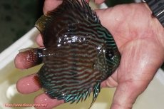 画像2: 【決算セール クーポンご利用で更に10％OFF対象商品】【ワイルドディスカス】【通販】【ワイルド屈指のブルー発色】リオネグロブルーフェイスヘッケル【個体販売】11-12cm（生体）リオネグロ産 (2)