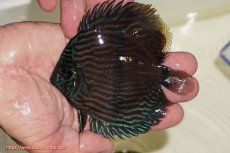 画像1: 【決算セール クーポンご利用で更に10％OFF対象商品】【ワイルドディスカス】【通販】【ワイルド屈指のブルー発色】リオネグロブルーフェイスヘッケル【個体販売】11-12cm（生体）リオネグロ産 (1)