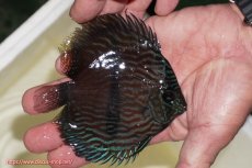 画像2: 【決算セール クーポンご利用で更に10％OFF対象商品】【ワイルドディスカス】【通販】【ワイルド屈指のブルー発色】リオネグロブルーフェイスヘッケル【個体販売】11-12cm（生体）リオネグロ産 (2)