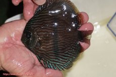 画像1: 【決算セール クーポンご利用で更に10％OFF対象商品】【ワイルドディスカス】【通販】【ワイルド屈指のブルー発色】リオネグロブルーフェイスヘッケル【個体販売】11-12cm（生体）リオネグロ産 (1)