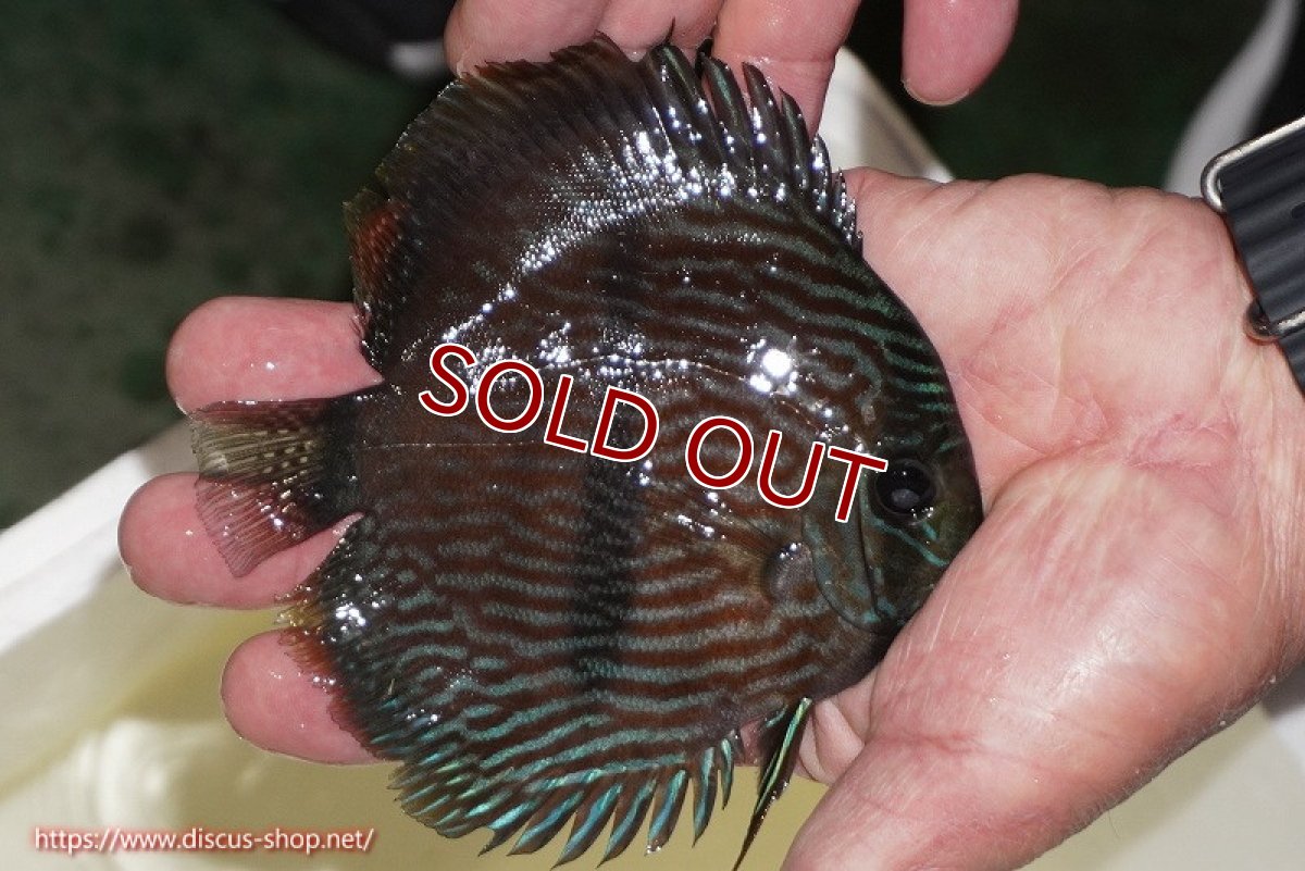 画像2: 【決算セール クーポンご利用で更に10％OFF対象商品】【ワイルドディスカス】【通販】【ワイルド屈指のブルー発色】リオネグロブルーフェイスヘッケル【個体販売】11-12cm（生体）リオネグロ産 (2)