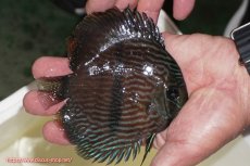 画像2: 【決算セール クーポンご利用で更に10％OFF対象商品】【ワイルドディスカス】【通販】【ワイルド屈指のブルー発色】リオネグロブルーフェイスヘッケル【個体販売】11-12cm（生体）リオネグロ産 (2)