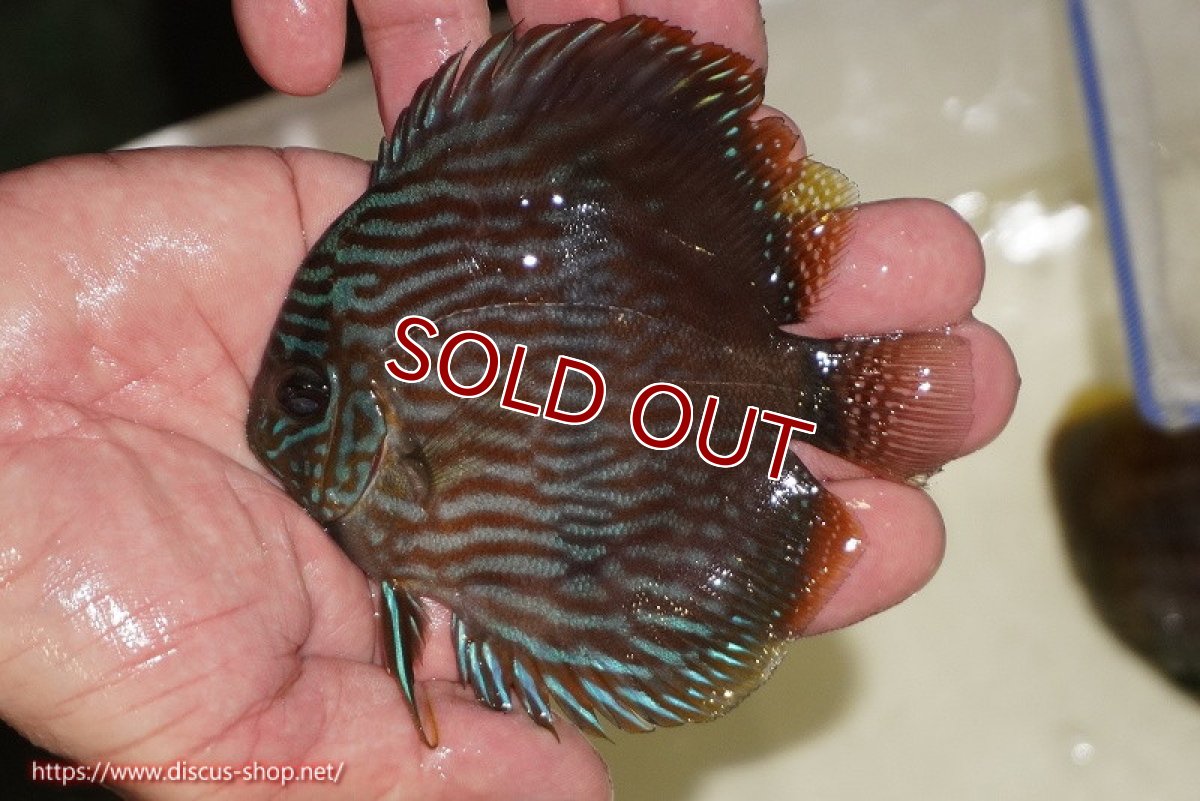 画像1: 【ワイルドディスカス】【通販】【ワイルド屈指のブルー発色】リオネグロブルーフェイスヘッケル【個体販売】11-12cm（生体）リオネグロ産 (1)