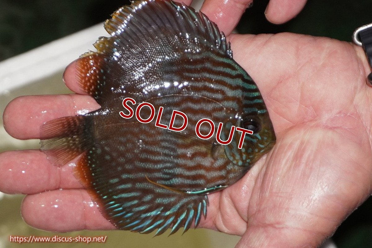 画像2: 【ワイルドディスカス】【通販】【ワイルド屈指のブルー発色】リオネグロブルーフェイスヘッケル【個体販売】11-12cm（生体）リオネグロ産 (2)