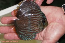 画像2: 【決算セール クーポンご利用で更に10％OFF対象商品】【ワイルドディスカス】【通販】【ワイルド屈指のブルー発色】リオネグロブルーフェイスヘッケル【個体販売】11-12cm（生体）リオネグロ産 (2)