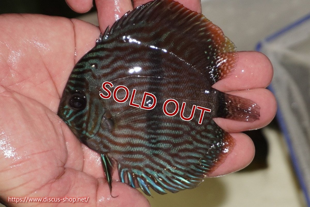 画像1: 【ワイルドディスカス】【通販】【ワイルド屈指のブルー発色】リオネグロブルーフェイスヘッケル【個体販売】11-12cm（生体）リオネグロ産 (1)