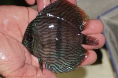 画像1: 【ワイルドディスカス】【通販】【ワイルド屈指のブルー発色】リオネグロブルーフェイスヘッケル【個体販売】11-12cm（生体）リオネグロ産 (1)