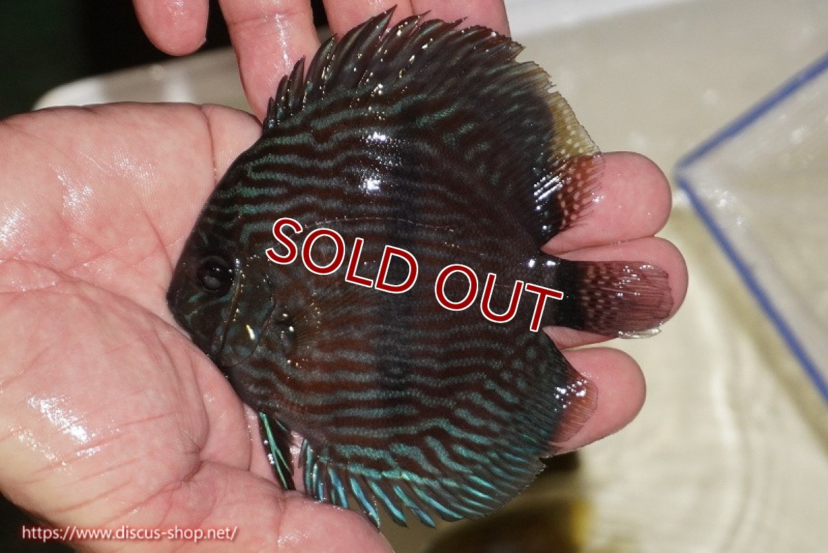 画像1: 【決算セール クーポンご利用で更に10％OFF対象商品】【ワイルドディスカス】【通販】【ワイルド屈指のブルー発色】リオネグロブルーフェイスヘッケル【個体販売】11-12cm（生体）リオネグロ産 (1)