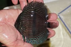 画像1: 【決算セール クーポンご利用で更に10％OFF対象商品】【ワイルドディスカス】【通販】【ワイルド屈指のブルー発色】リオネグロブルーフェイスヘッケル【個体販売】11-12cm（生体）リオネグロ産 (1)