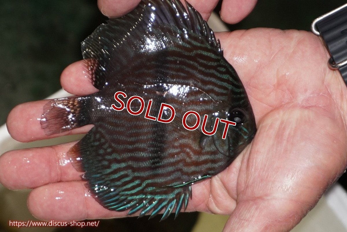 画像2: 【決算セール クーポンご利用で更に10％OFF対象商品】【ワイルドディスカス】【通販】【ワイルド屈指のブルー発色】リオネグロブルーフェイスヘッケル【個体販売】11-12cm（生体）リオネグロ産 (2)