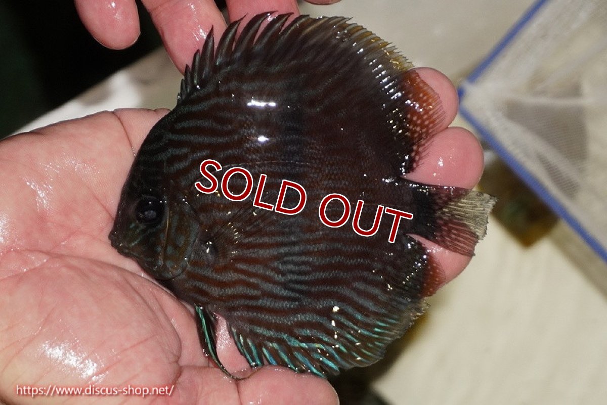 画像1: 【決算セール クーポンご利用で更に10％OFF対象商品】【ワイルドディスカス】【通販】【ワイルド屈指のブルー発色】リオネグロブルーフェイスヘッケル【個体販売】11-12cm（生体）リオネグロ産 (1)