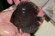 画像1: 【決算セール クーポンご利用で更に10％OFF対象商品】【ワイルドディスカス】【通販】【ワイルド屈指のブルー発色】リオネグロブルーフェイスヘッケル【個体販売】11-12cm（生体）リオネグロ産 (1)