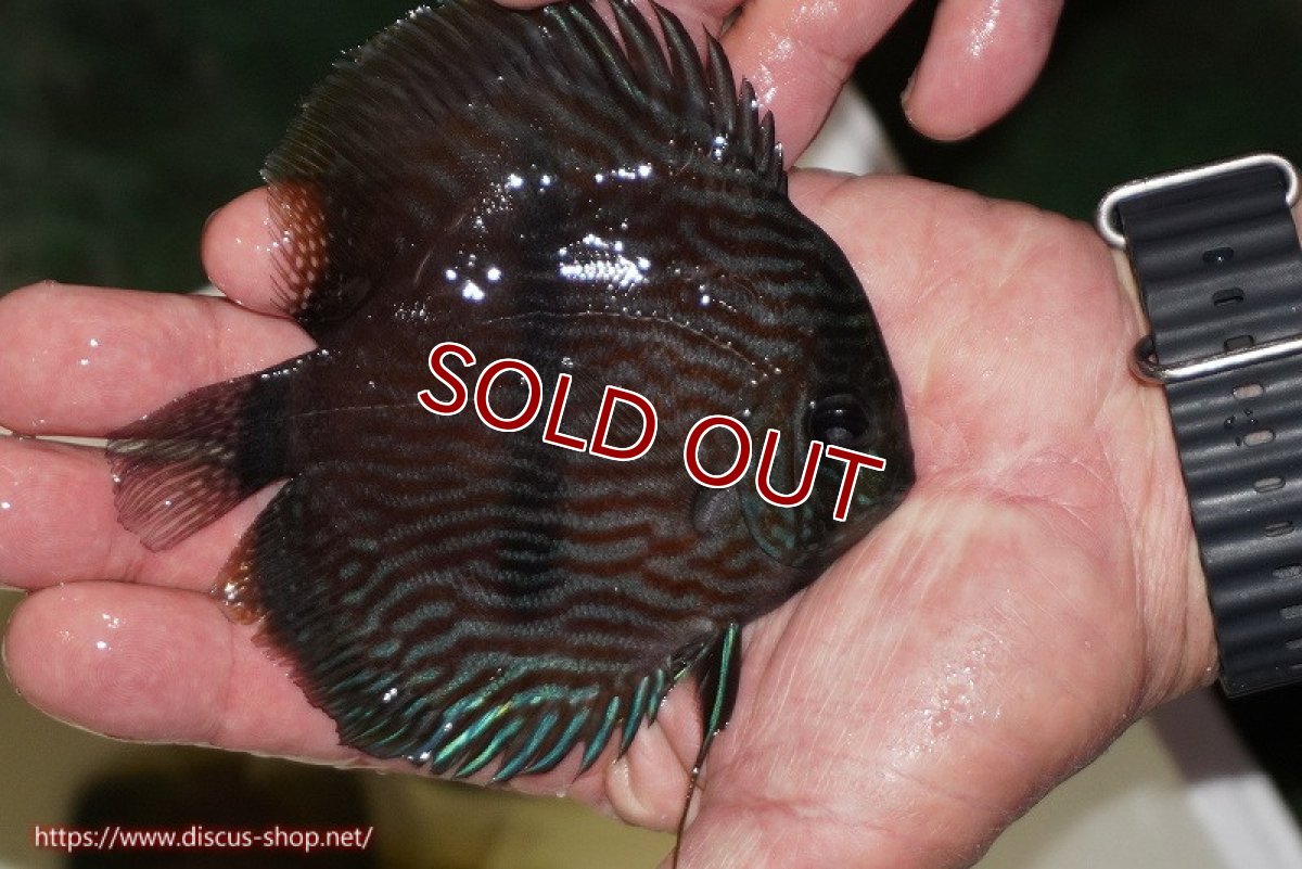 画像2: 【決算セール クーポンご利用で更に10％OFF対象商品】【ワイルドディスカス】【通販】【ワイルド屈指のブルー発色】リオネグロブルーフェイスヘッケル【個体販売】11-12cm（生体）リオネグロ産 (2)