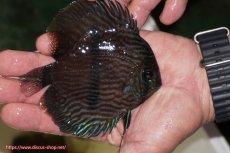 画像2: 【決算セール クーポンご利用で更に10％OFF対象商品】【ワイルドディスカス】【通販】【ワイルド屈指のブルー発色】リオネグロブルーフェイスヘッケル【個体販売】11-12cm（生体）リオネグロ産 (2)