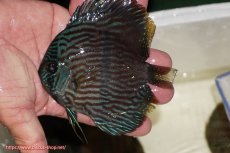 画像1: 【ワイルドディスカス】【通販】【ワイルド屈指のブルー発色】リオネグロブルーフェイスヘッケル【個体販売】11-12cm（生体）リオネグロ産 (1)