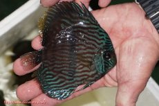 画像2: 【ワイルドディスカス】【通販】【ワイルド屈指のブルー発色】リオネグロブルーフェイスヘッケル【個体販売】11-12cm（生体）リオネグロ産 (2)