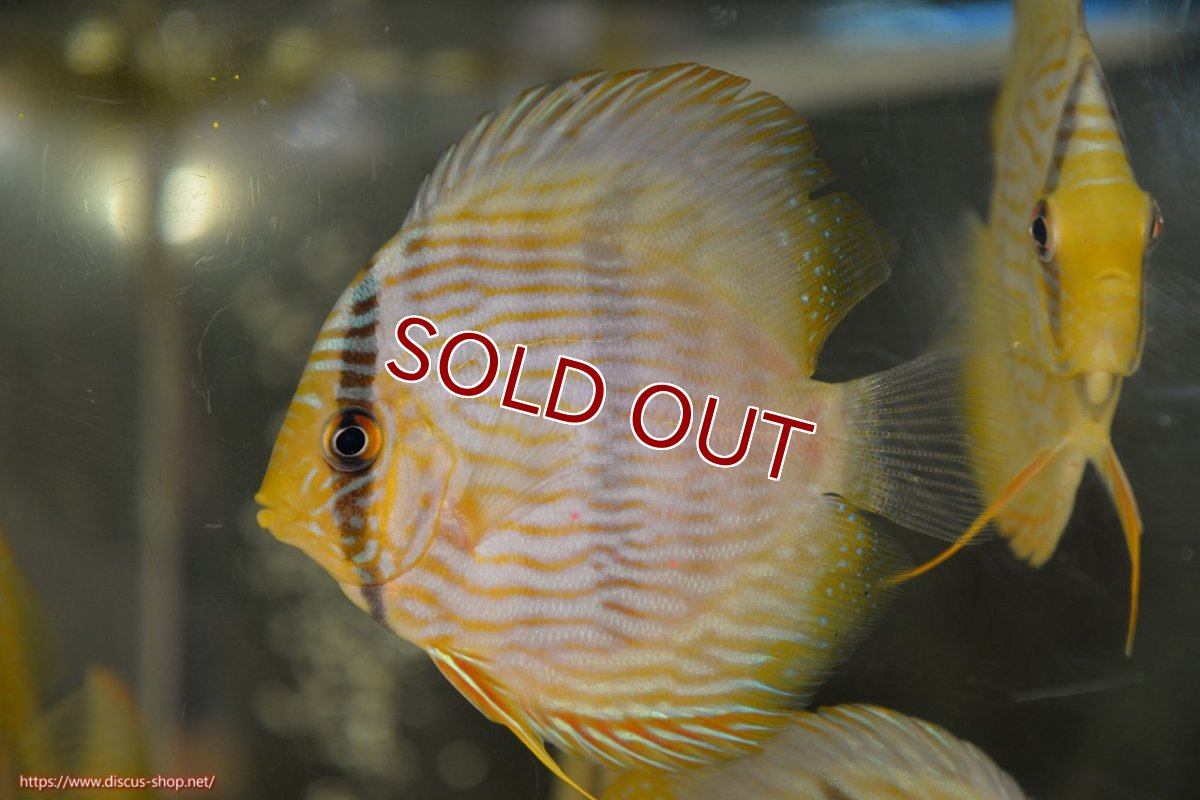 画像1: 【ワイルドディスカス】【通販】【ワイルド屈指のブルー発色】リオネグロブルーフェイスヘッケル【個体販売】9-11cm（生体）リオネグロ産 (1)