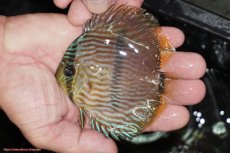 画像1: 【決算セール対象個体】【ワイルドディスカス】【通販】【ワイルド屈指のブルー発色】リオネグロブルーフェイスヘッケル【個体販売】9-11cm（生体）リオネグロ産 (1)