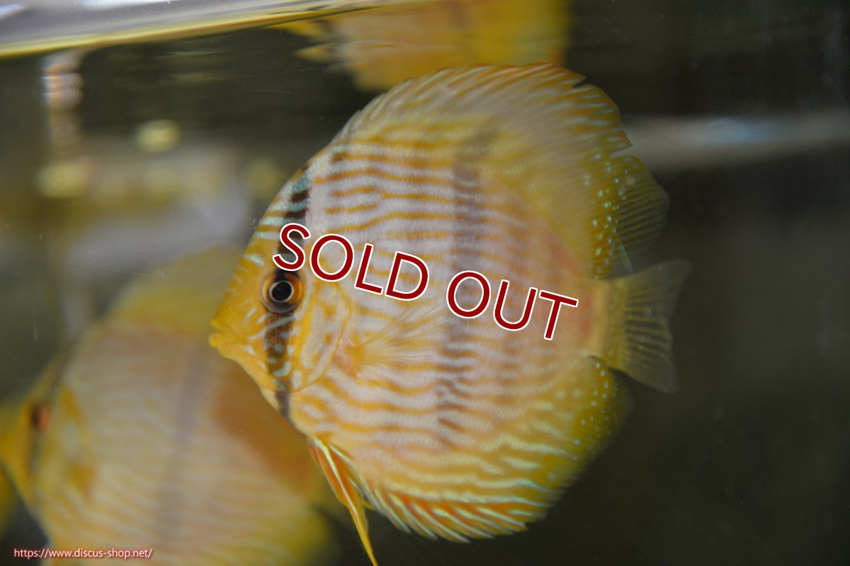 画像2: 【ワイルドディスカス】【通販】【ワイルド屈指のブルー発色】リオネグロブルーフェイスヘッケル【個体販売】9-11cm（生体）リオネグロ産 (2)