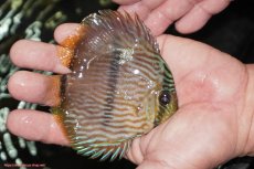 画像2: 【決算セール対象個体】【ワイルドディスカス】【通販】【ワイルド屈指のブルー発色】リオネグロブルーフェイスヘッケル【個体販売】9-11cm（生体）リオネグロ産 (2)