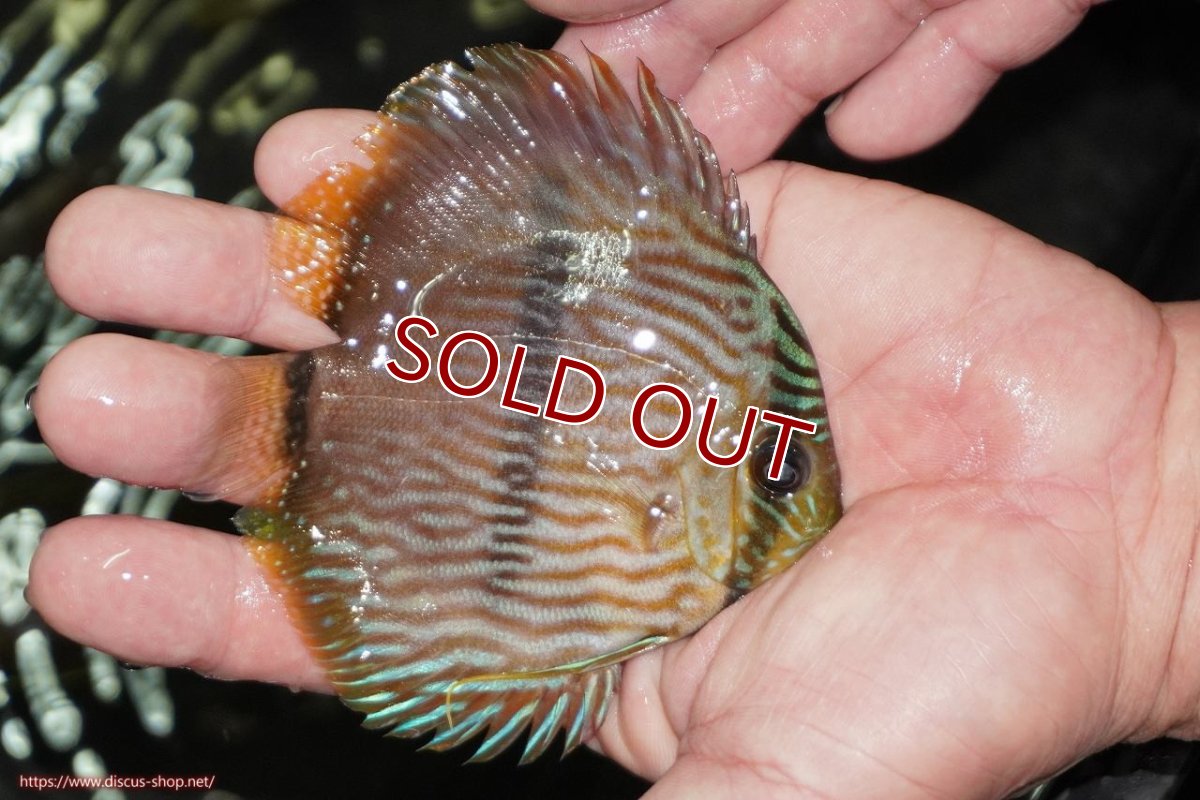 画像4: 【ワイルドディスカス】【通販】【ワイルド屈指のブルー発色】リオネグロブルーフェイスヘッケル【個体販売】9-11cm（生体）リオネグロ産 (4)