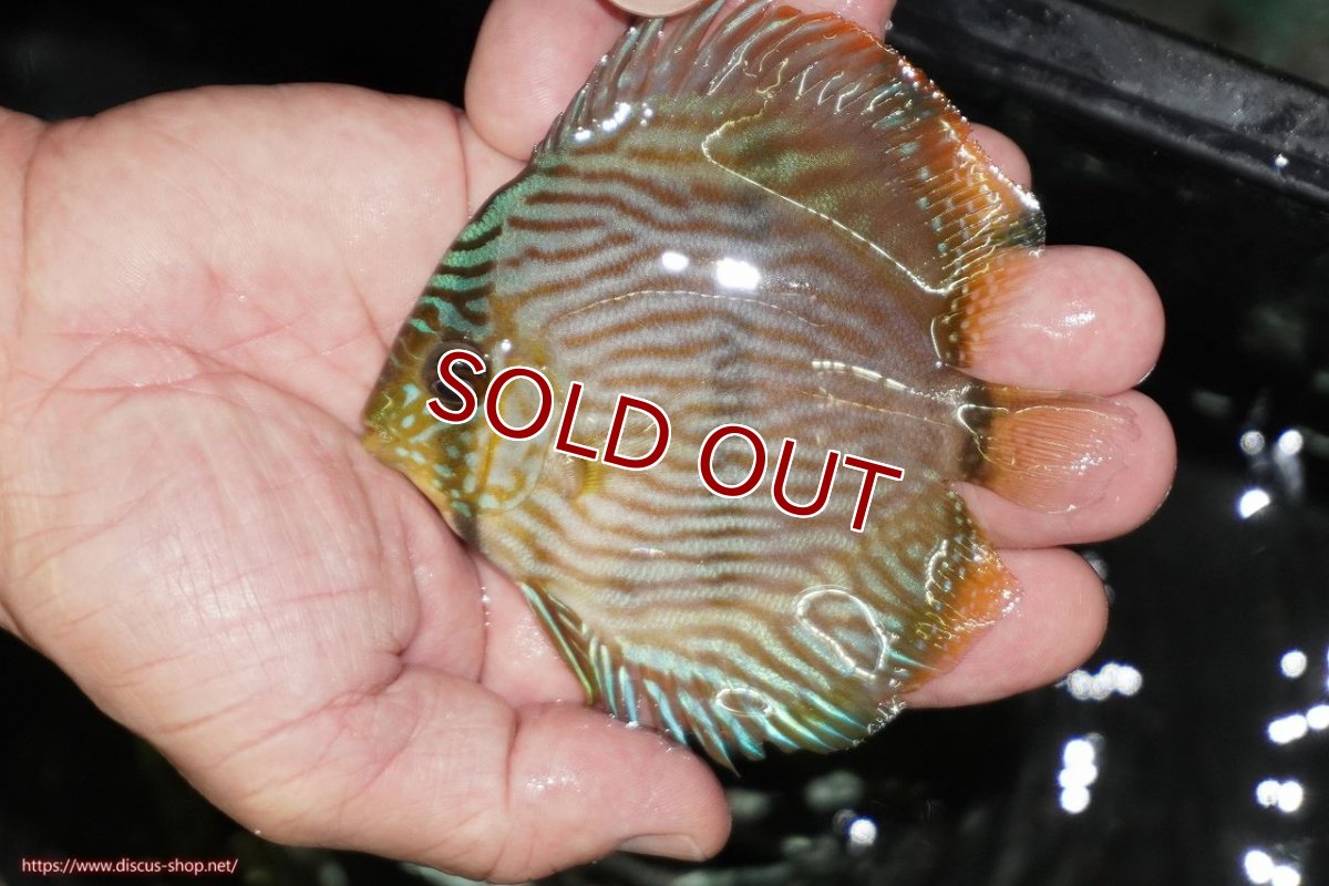 画像1: 【ワイルドディスカス】【通販】【ワイルド屈指のブルー発色】リオネグロブルーフェイスヘッケル【個体販売】9-11cm（生体）リオネグロ産 (1)