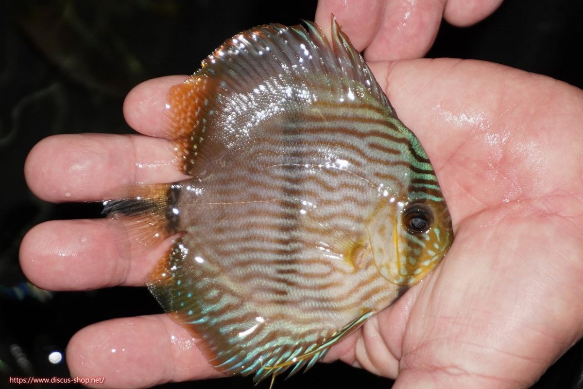 画像2: 【決算セール対象個体】【ワイルドディスカス】【通販】【ワイルド屈指のブルー発色】リオネグロブルーフェイスヘッケル【個体販売】9-11cm（生体）リオネグロ産 (2)