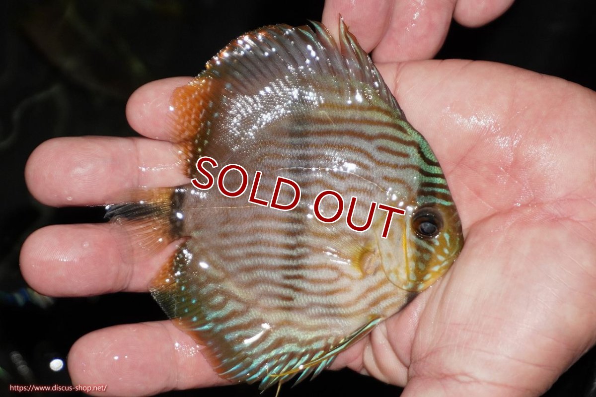 画像2: 【ワイルドディスカス】【通販】【ワイルド屈指のブルー発色】リオネグロブルーフェイスヘッケル【個体販売】9-11cm（生体）リオネグロ産 (2)