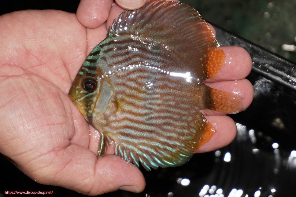 画像1: 【決算セール対象個体】【ワイルドディスカス】【通販】【ワイルド屈指のブルー発色】リオネグロブルーフェイスヘッケル【個体販売】9-11cm（生体）リオネグロ産 (1)