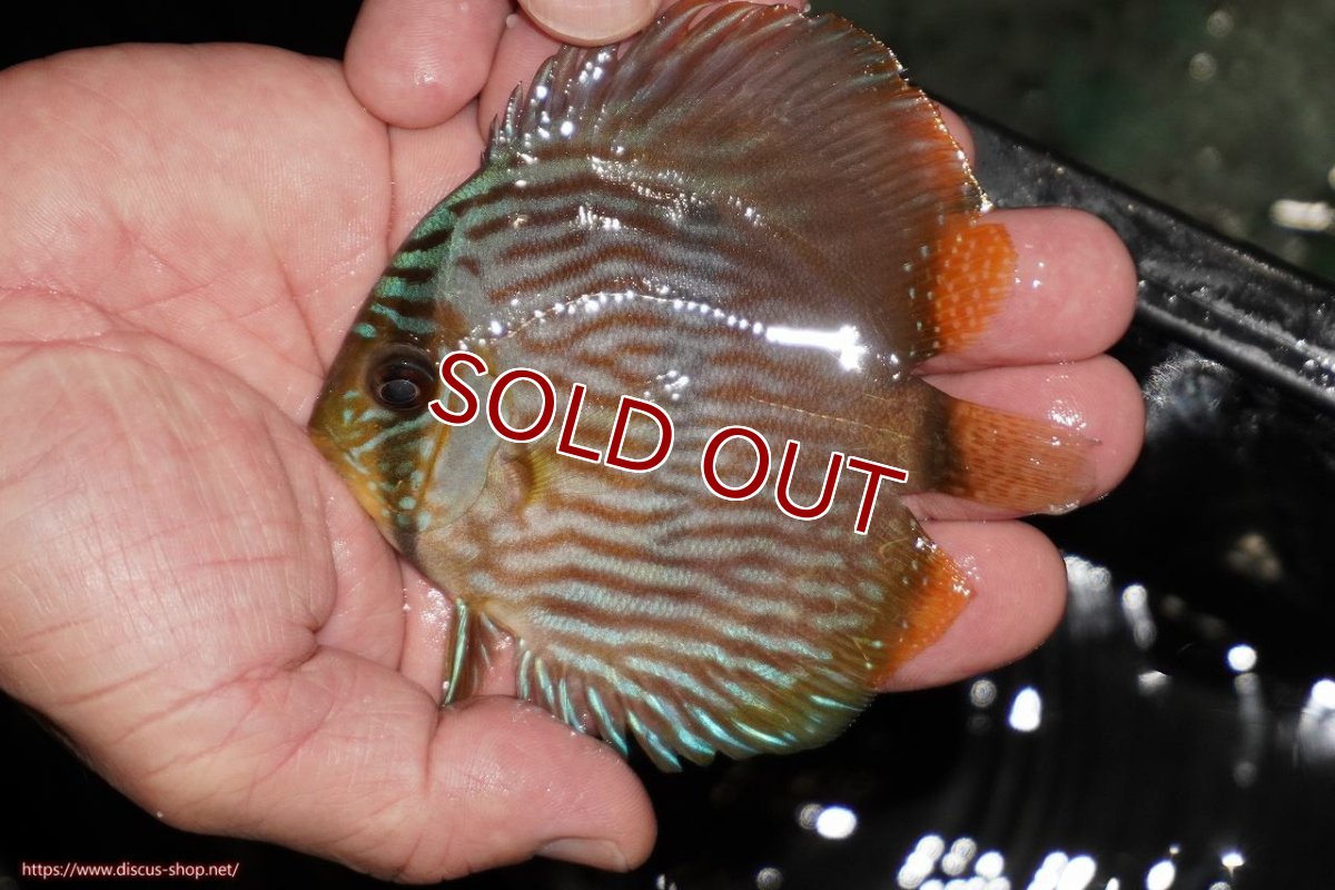 画像1: 【ワイルドディスカス】【通販】【ワイルド屈指のブルー発色】リオネグロブルーフェイスヘッケル【個体販売】9-11cm（生体）リオネグロ産 (1)