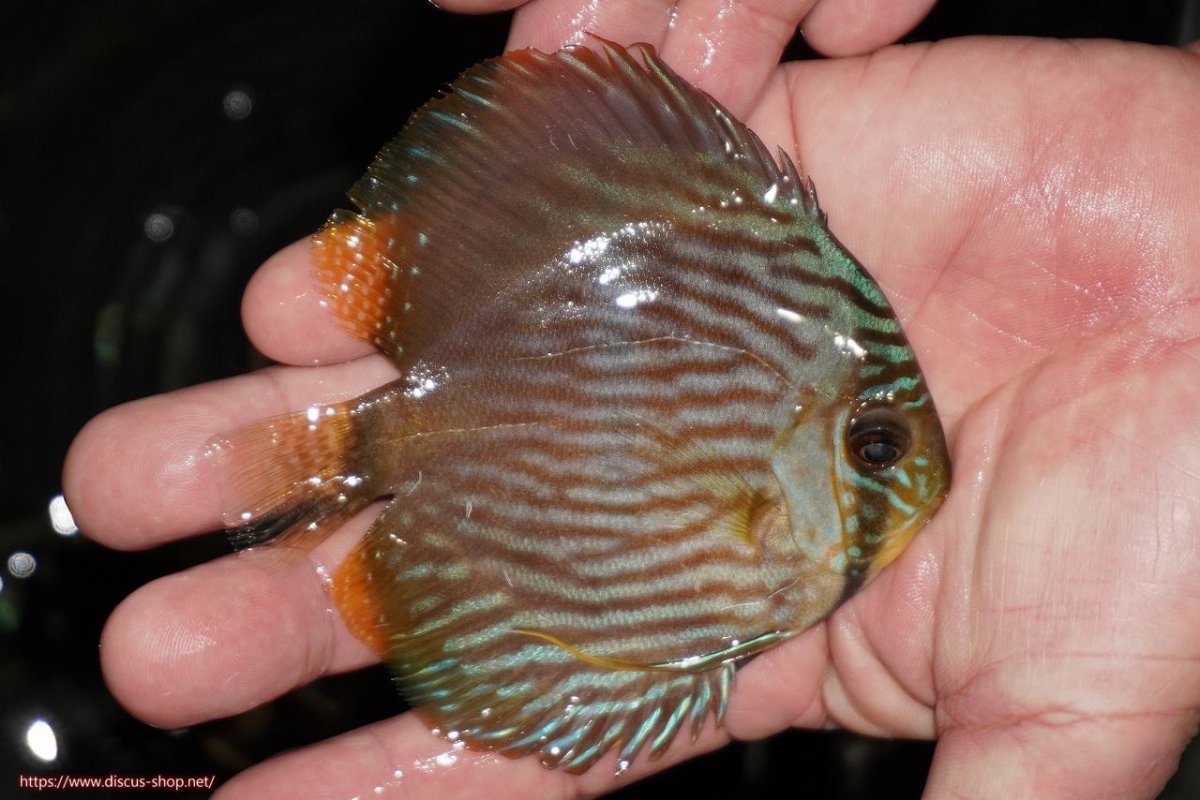 画像2: 【決算セール対象個体】【ワイルドディスカス】【通販】【ワイルド屈指のブルー発色】リオネグロブルーフェイスヘッケル【個体販売】9-11cm（生体）リオネグロ産 (2)