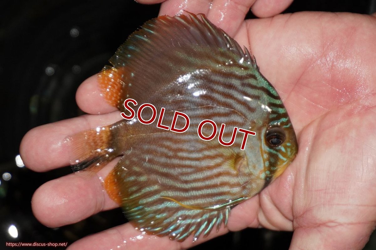 画像2: 【ワイルドディスカス】【通販】【ワイルド屈指のブルー発色】リオネグロブルーフェイスヘッケル【個体販売】9-11cm（生体）リオネグロ産 (2)