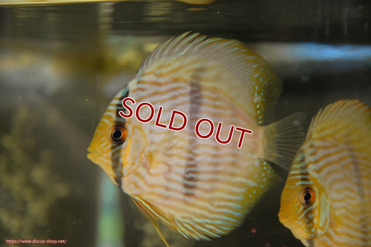 画像1: 【ワイルドディスカス】【通販】【ワイルド屈指のブルー発色】リオネグロブルーフェイスヘッケル【個体販売】9-11cm（生体）リオネグロ産 (1)