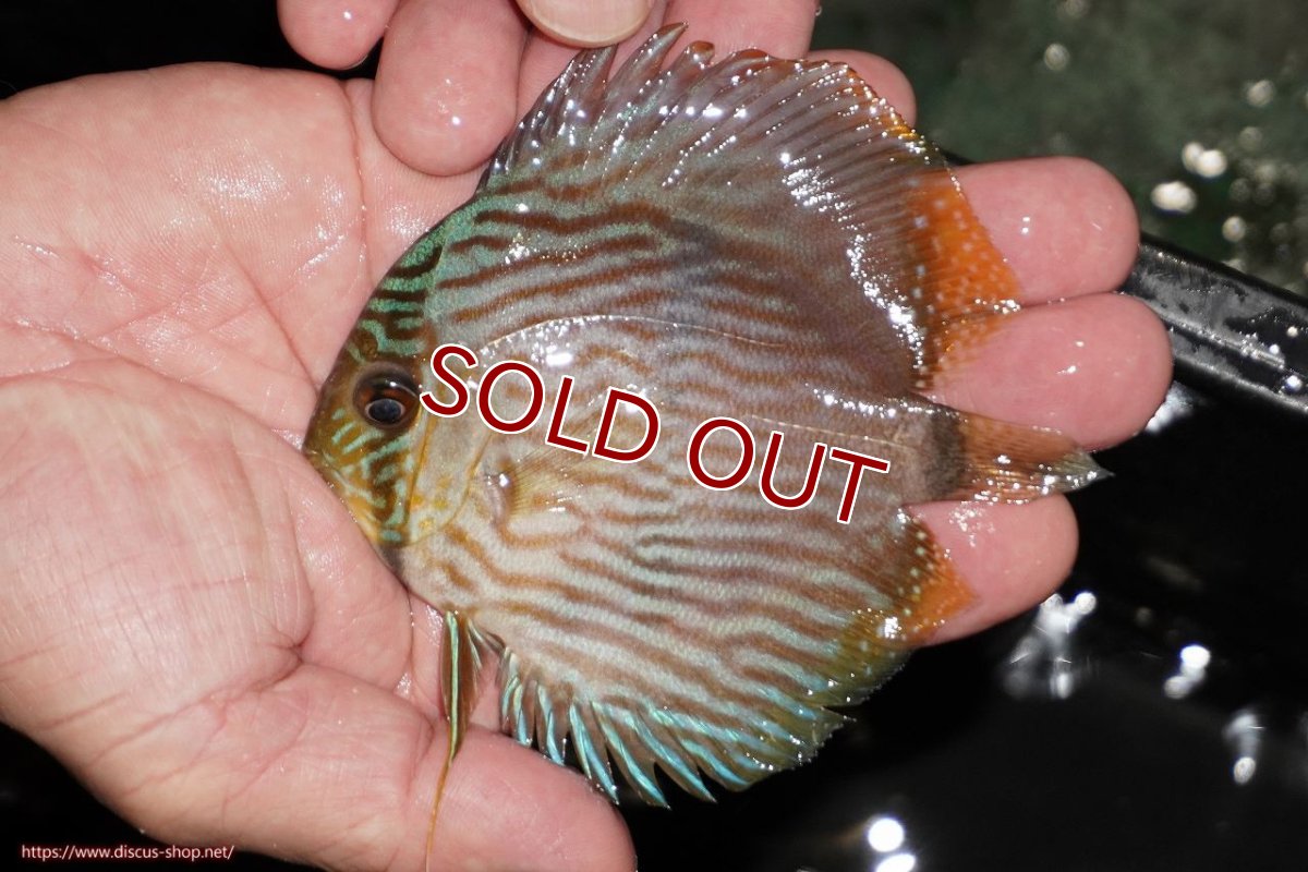 画像2: 【ワイルドディスカス】【通販】【ワイルド屈指のブルー発色】リオネグロブルーフェイスヘッケル【個体販売】9-11cm（生体）リオネグロ産 (2)