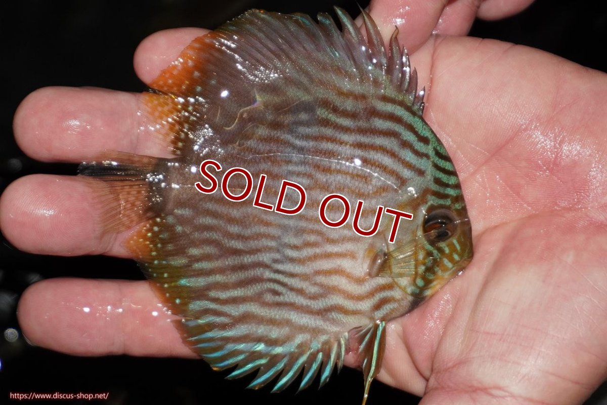 画像3: 【ワイルドディスカス】【通販】【ワイルド屈指のブルー発色】リオネグロブルーフェイスヘッケル【個体販売】9-11cm（生体）リオネグロ産 (3)