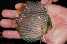 画像3: 【ワイルドディスカス】【通販】【ワイルド屈指のブルー発色】リオネグロブルーフェイスヘッケル【個体販売】9-11cm（生体）リオネグロ産 (3)